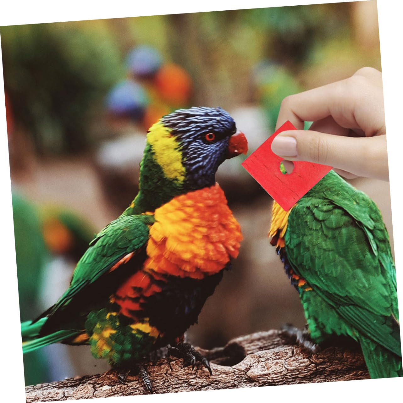 Sosoport 250piezas Juguetes para De Madera Bloques Masticables para Aves Juguetes para Morder Jaulas Diversión y para Periquitos y