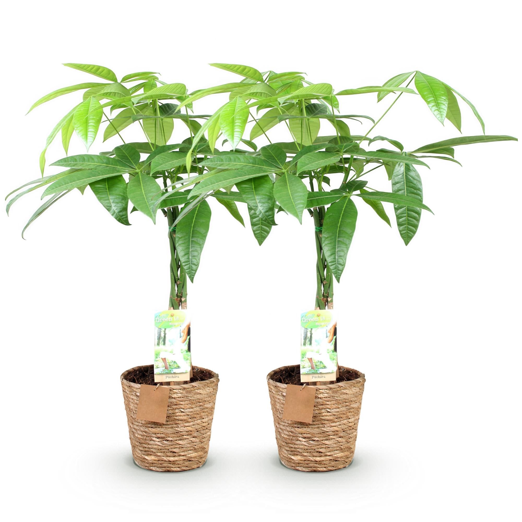 Pachira Aquatica tige tressée Arbre à monnaie Plante d'intérieur Pot 17cm 60-70cm Vert