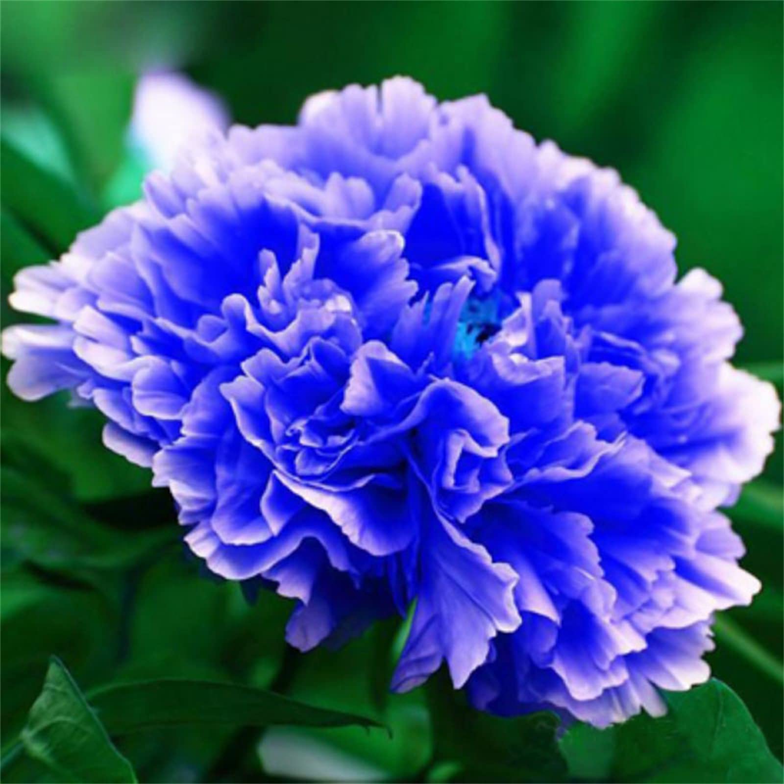 Peony Bulbs, Excellent Display Indoor Perennial Balcony Garden Bulbs Can Be Potted Aromatic, Peony Bulbs for Planting Now UK, Plant Bulbs, Bulbs Mix, Peony Plant Flowering Rhizome, 4bulbs-B