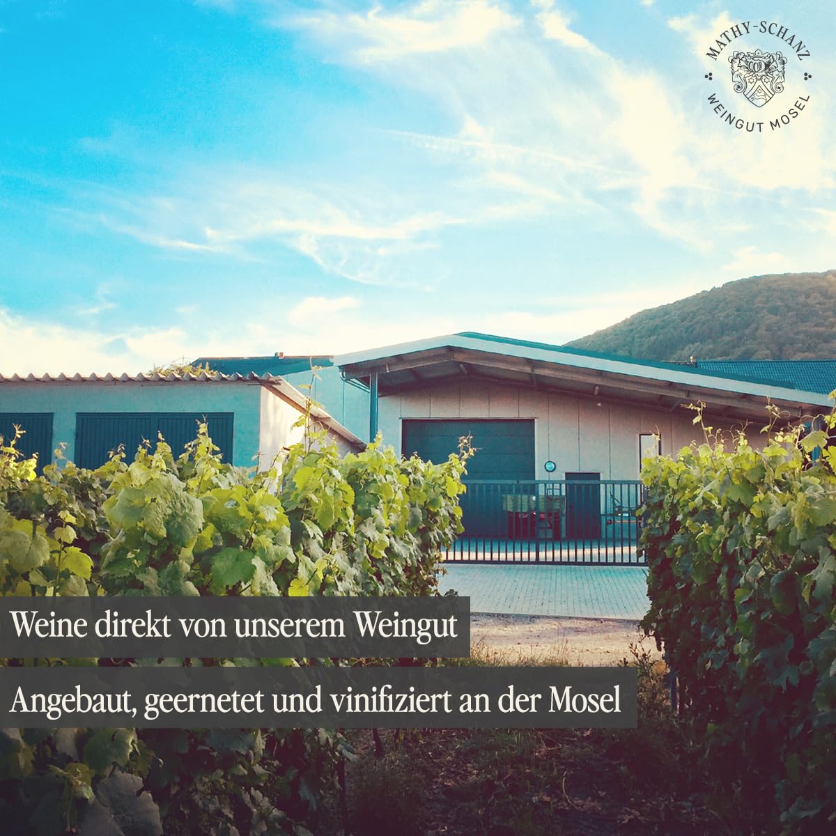 Weingut Mathy-Schanz - Riesling Edelsüß Harmonie | Wein von der Mosel (12 Flaschen (12 x 0,75l))