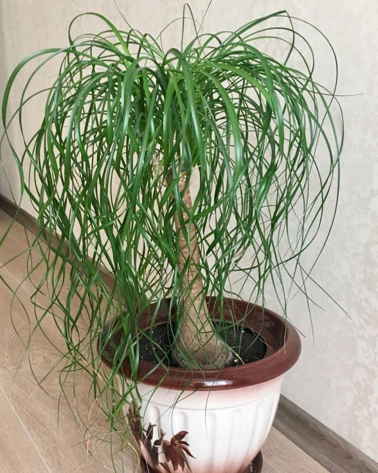 snake plant in the wild Sansevieria 'Zeylanica' (Dracaena)