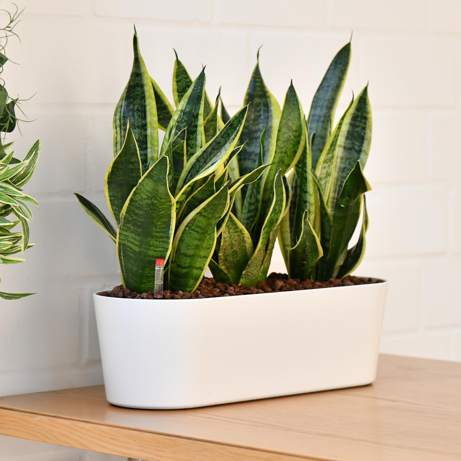 Sansevieria Bogenhanf - pflegeleichte Zimmerpflanzen - Sukkulenten frisch aus der Gärtnerei - Hydrokultur Set Sideboard Weiß - Höhe 25-30 cm - inkl. Gefäß, Blähton & Dünger - Green Me Up