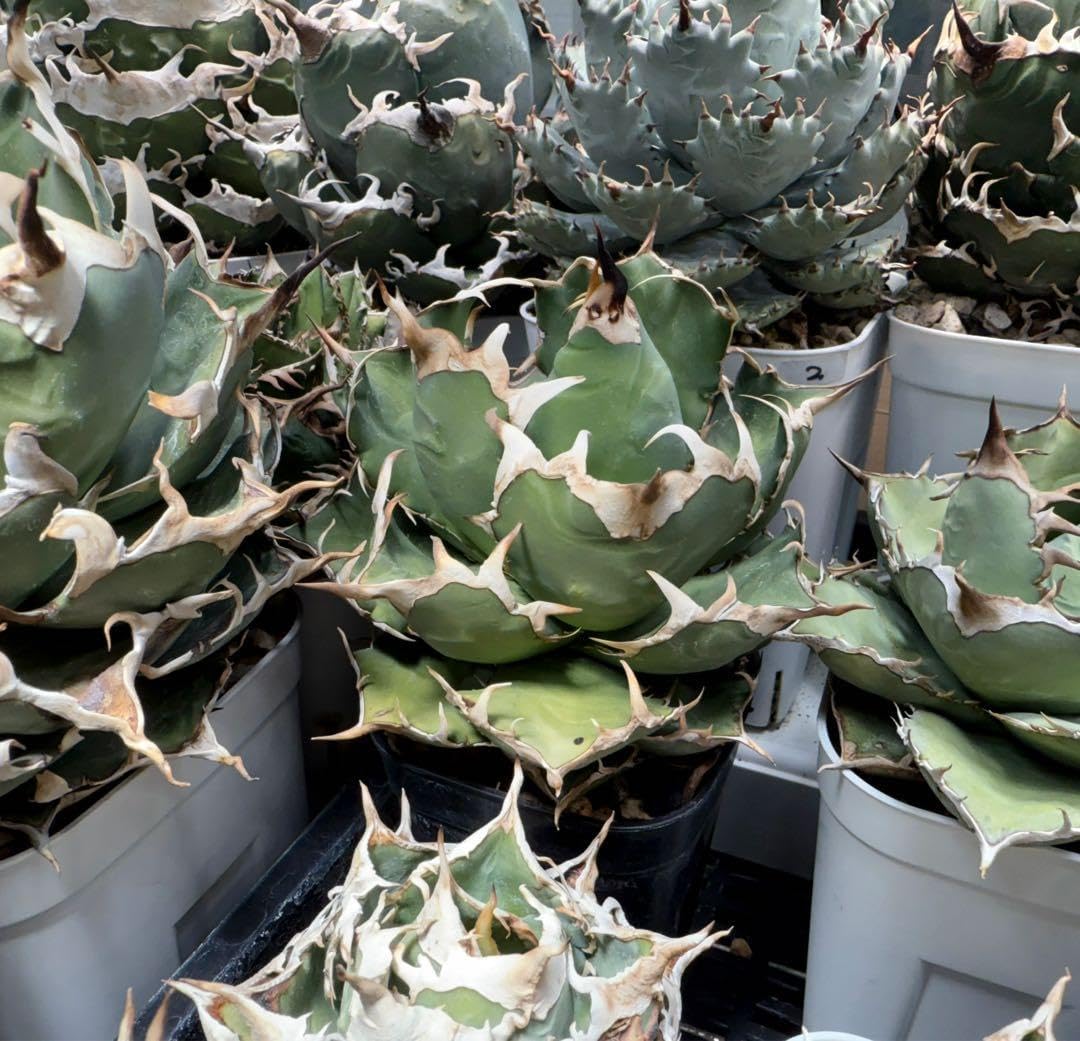 アガベ 羽毛 羽ノギ agave titanota feather