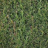 Cyprès de Provence Totem 80/100cm Pot 5L - Conifère droit et élancé