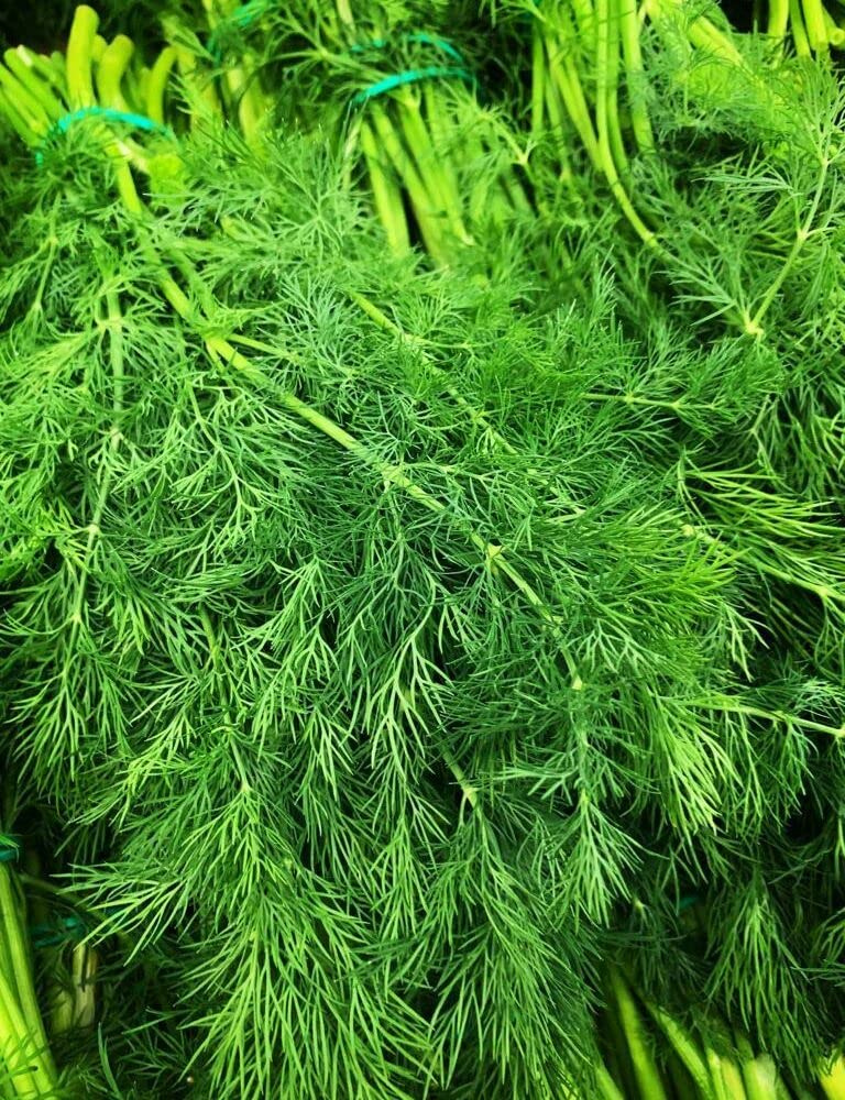 Udanta Seeds Vegetable Seeds- Soya Saag Winter Gardening Seeds Pack Of 40-50 Seeds On Affordable Pack (B0BLNMVD9P) Amazon Price History, Amazon Price Tracker