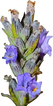 500 TRUE ENGLISH LAVENDER VERA Lavender Augustifolia Vera Herb Flower Seeds