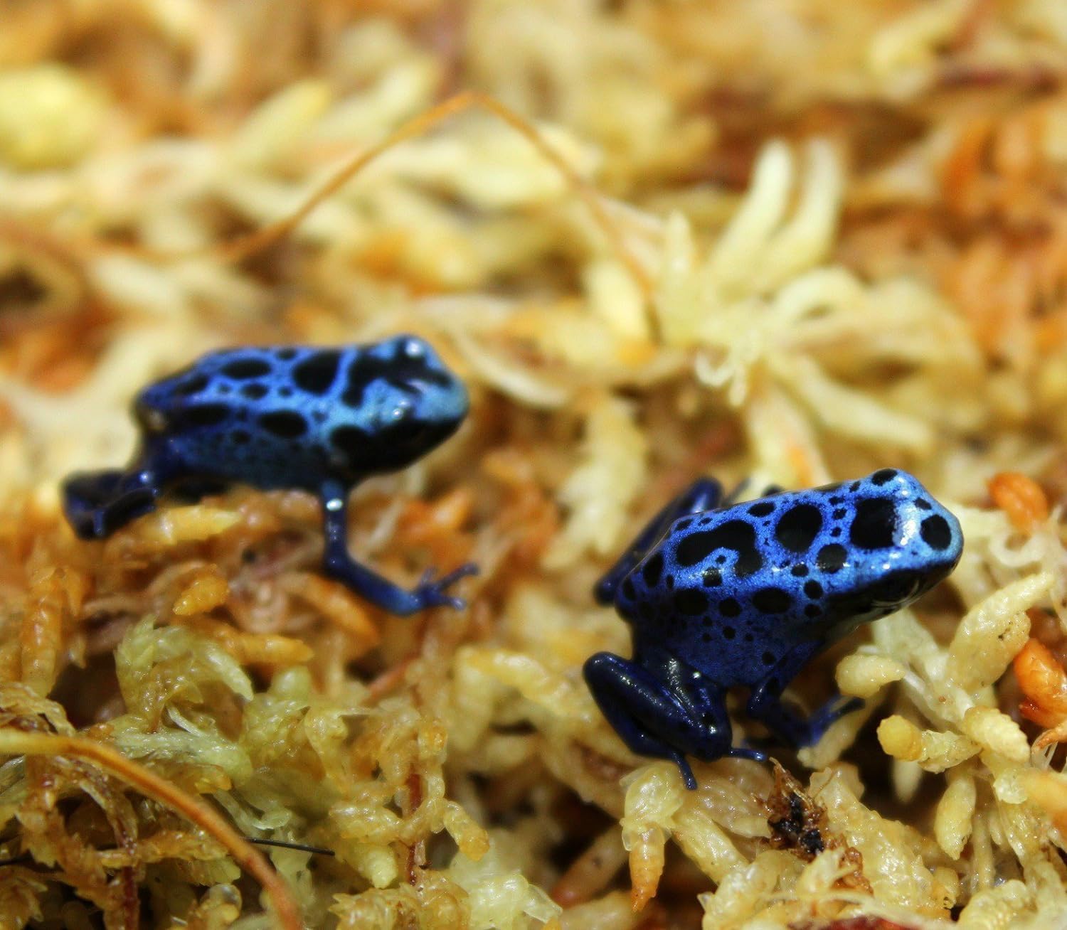 besgrow Premium New Zealand Sphagnum Moss, 150g (12L When Hydrated) Premier AAA Grade (150mm, 6" Strands) - Harvested in New Zealand's South Island, Dried and Long for Potted Plants, Orchids, Reptiles