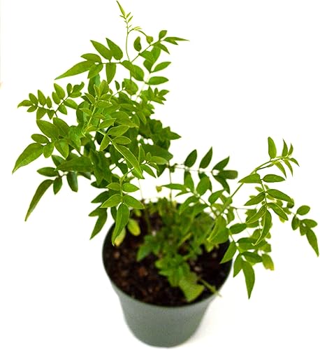 Miniatura 2 de 9GreenBox - Planta de jazmín rosa - Poliantato de jazmín - Fragante - Decoración de adorno de planta viva de 4 pulgadas para el hogar cocina oficina