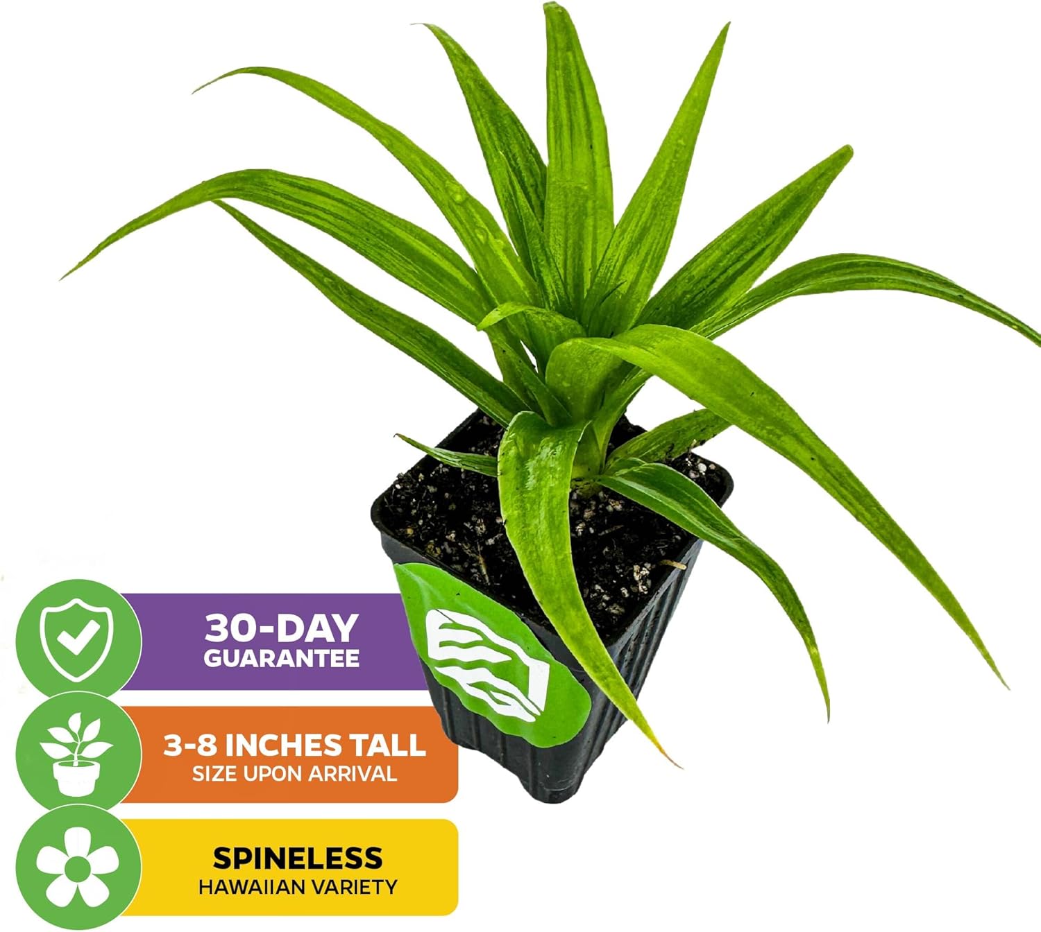 White Jade Pineapple Live Plant - Ananas Comosus - Wellspring Gardens Starter Plant - Ideal Pineapple Plant Live Easy to Grow Starter Plant Great for Outdoor and Patio Planting Growth (2-Pack)