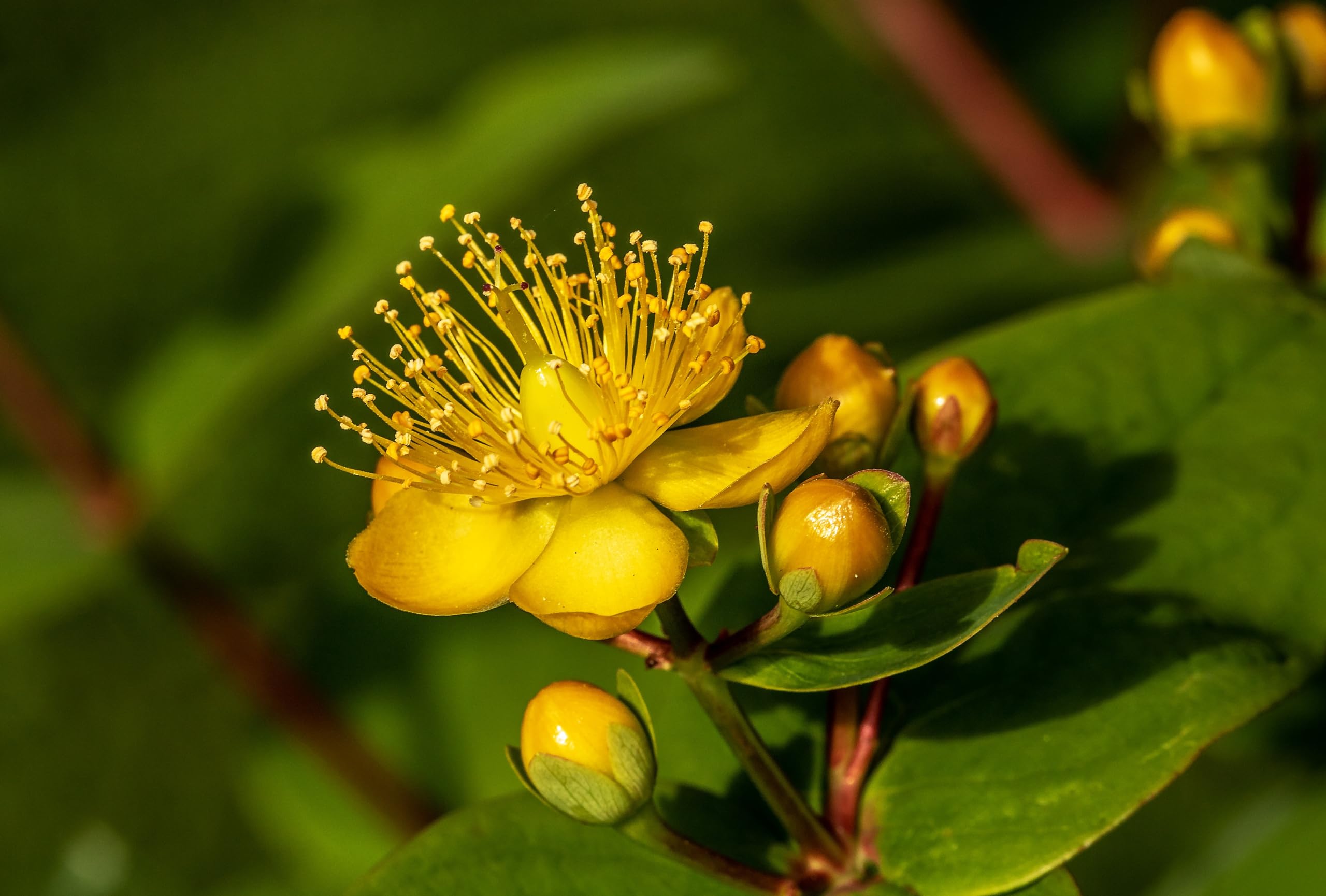 Echtes Johanniskraut (Hypericum perforatum) Samen. Heilpflanze des Jahres 2019 (100000 Samen = 10,0g)