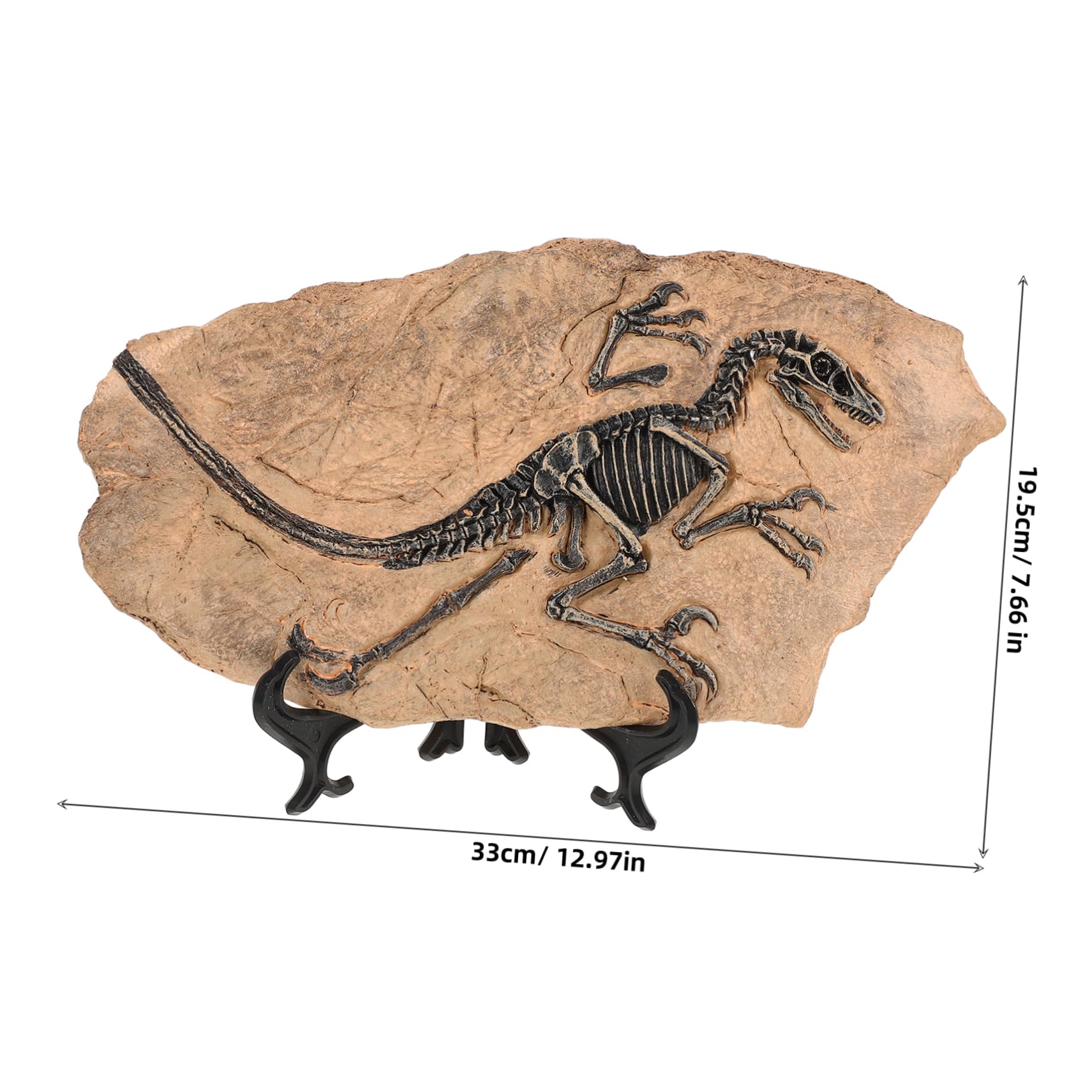 Set di 1 Modello di Fossile di Dinosauro in Resina Superficie Liscia, Decorazione Educativa per Compleanni e Regalo per Ragazzo Ragazza