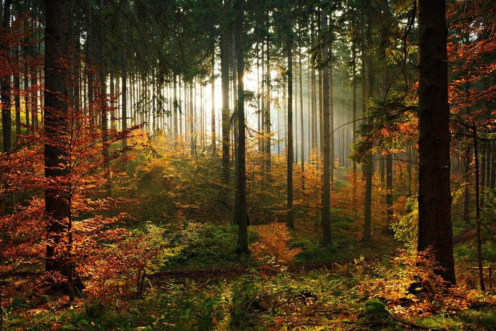 Daybreak Sun Filtering In Autumn Spruce Tree Forest Photo National Mountain Nature Landscape Park Scenic Scenery Parks Picture America Trees Foliage Leaves Cool Wall Art Print Poster 36x24