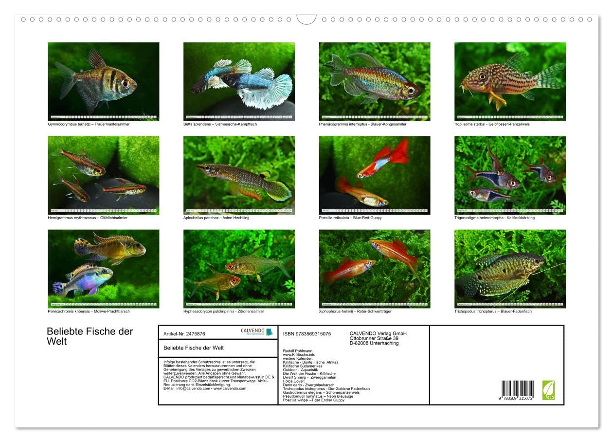 CALVENDO - Beliebte Fische der Welt (Wandkalender 2027 DIN A2 quer), Monatskalender: Aquaristik - Farbenprächtige Süßwasserfische