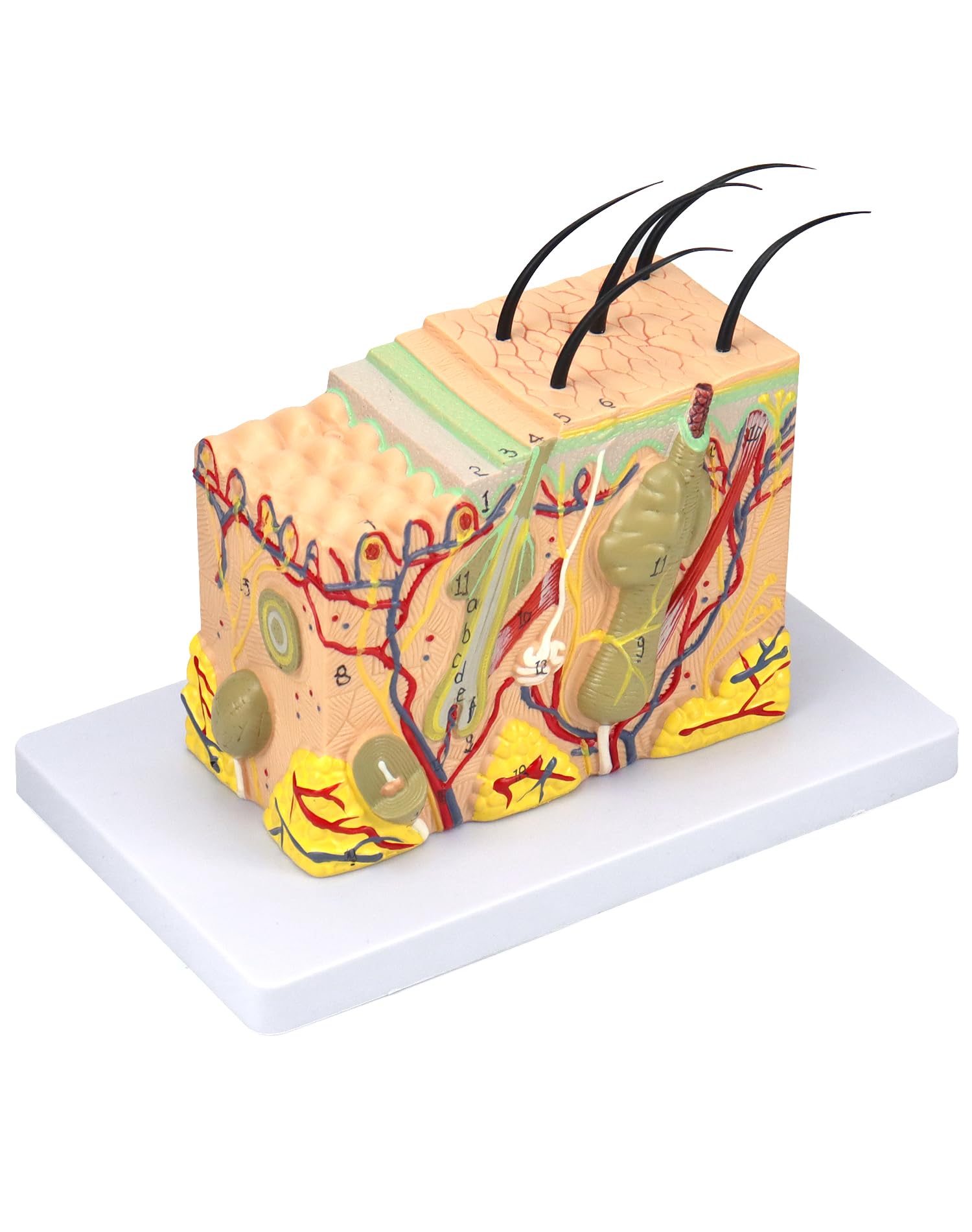 Buy QWORK 35X d Anatomical Skin Model, Anatomical Model, Skin Anatomy