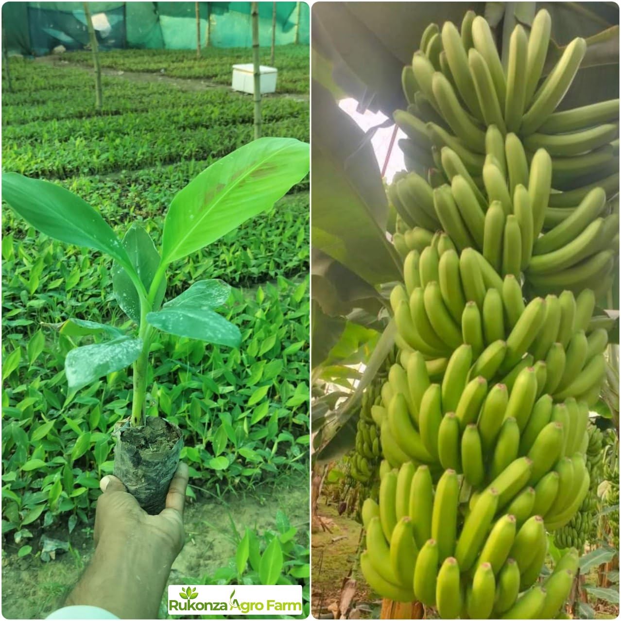 Rukonza Dwarf G9 Thai Yellow Banana Plant - Sweet Exotic Yelakki Fruit Tree, Pack of 1 Plant (B0D8MZDV1Z) Amazon Price History, Amazon Price Tracker