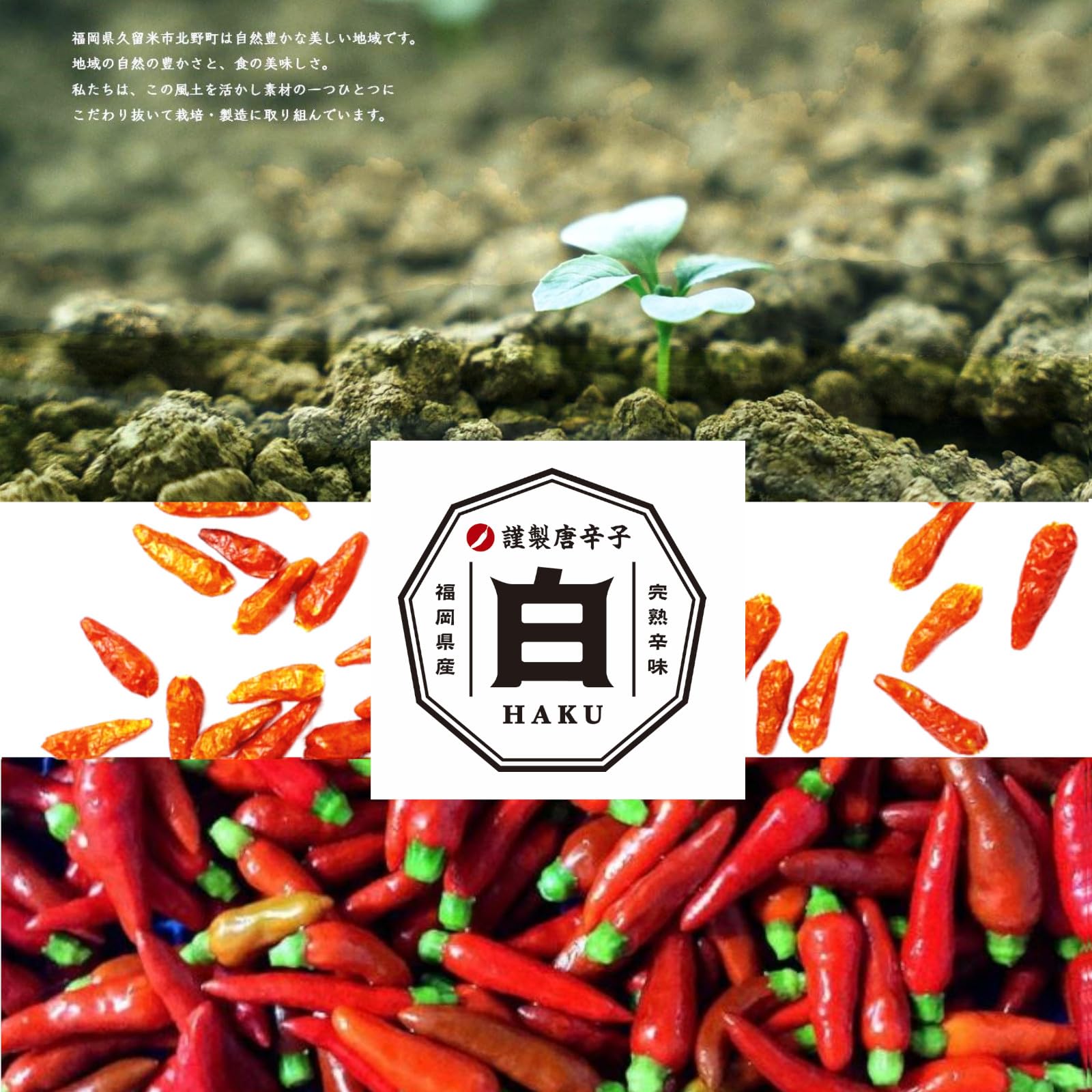 Amazon | 島とうがらし 九州 福岡県産 激辛 沖縄で有名 しま唐辛子