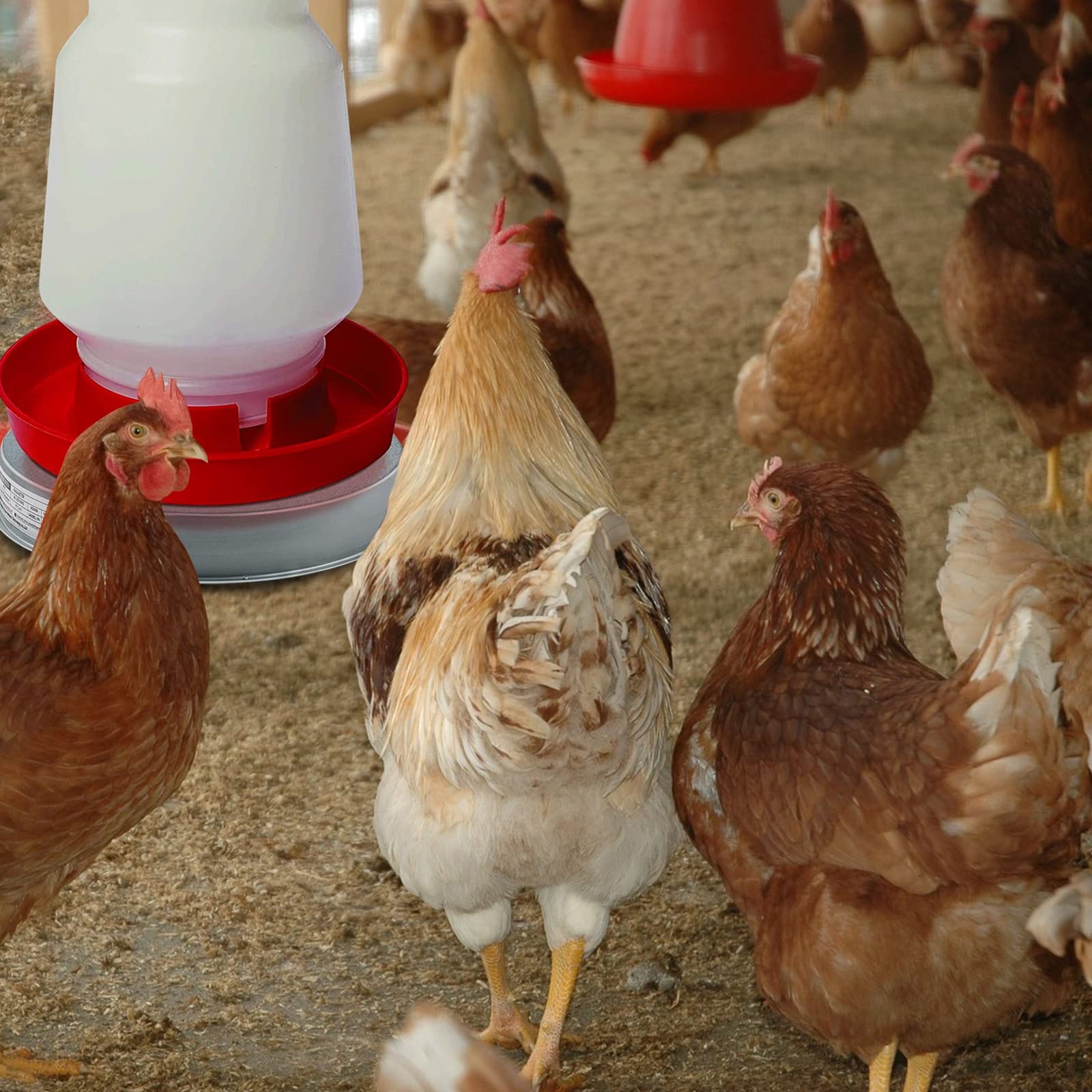Poultry Drinker podgrzewana podstawa, do drobiu i kur, akcesoria do kurnika, ochrona przed mrozem, do poidła drobiowego, automat do poidania drobiu