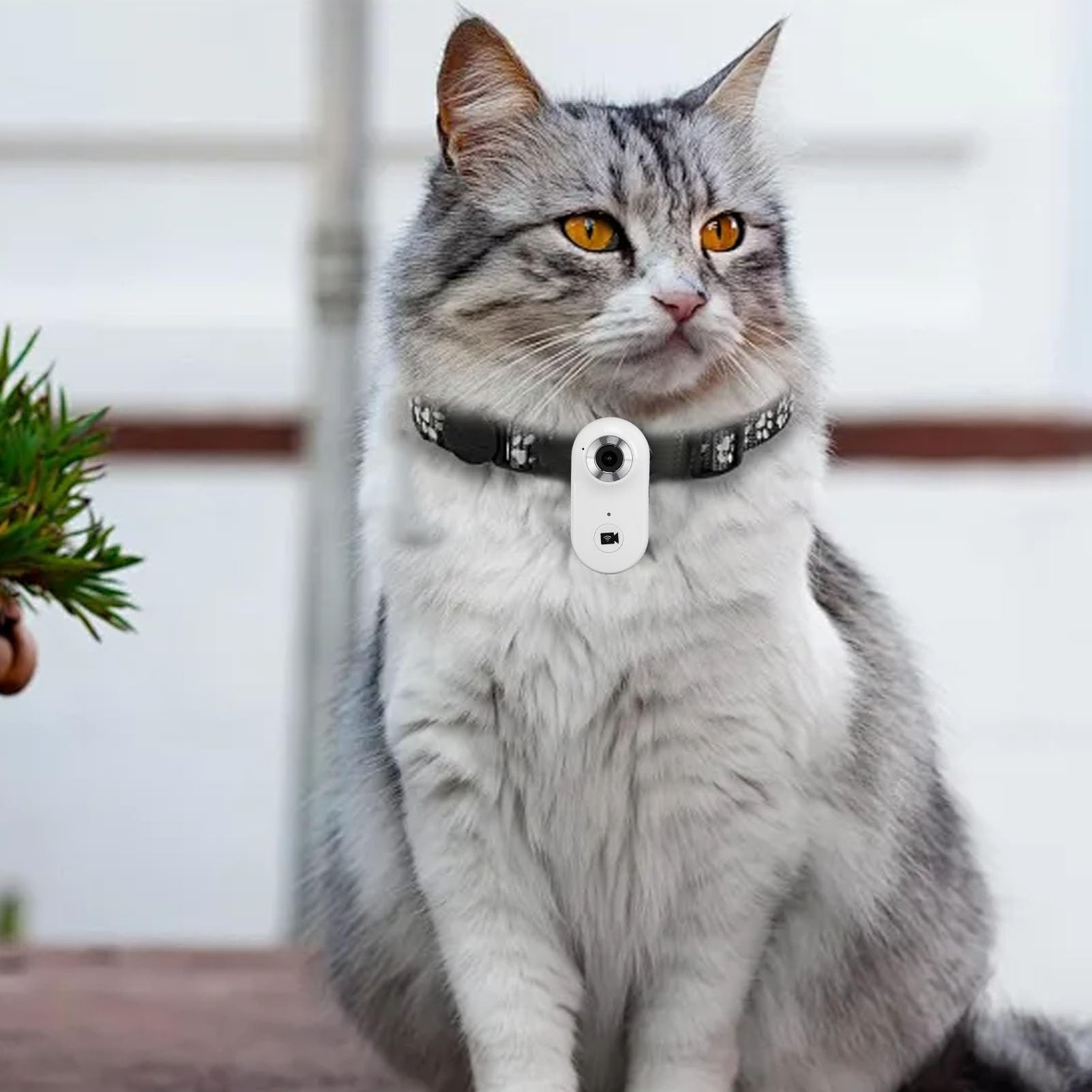 Collier de Caméra pour Chat 1080P WiFi Grand