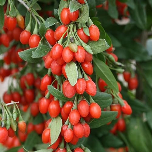 Miniatura 4 de Goji Berry 50 Semillas – Lycium Chinense/Lycium Barbarum, planta de Wolfberry china, súper fruta perenne sin OMG, semillas de bayas de Goji fáciles