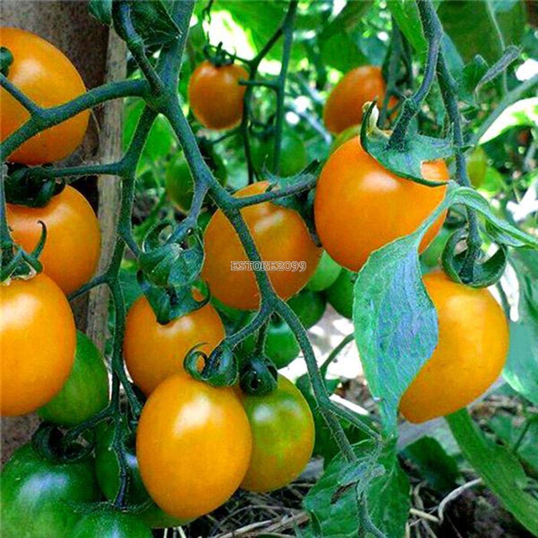 M-Tech Gardens Rare Yellow Cherry Tomato Heirloom Ornamental Tomato Seeds for Growing (30 Seeds Pack) YCTOMATO115-image-48