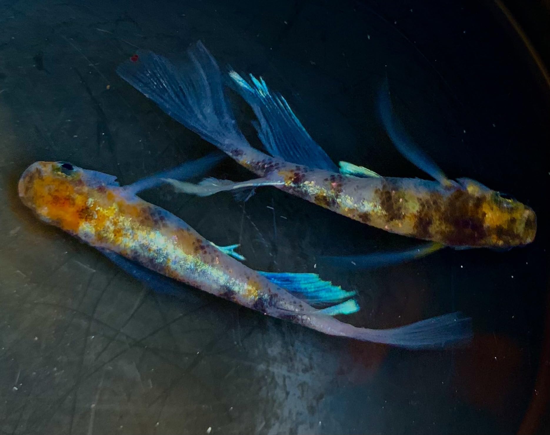 朱光菊リアルロングフィン Amazon | 【広島めだかの里】朱紅菊 リアルロングフィン ︎稚魚8匹