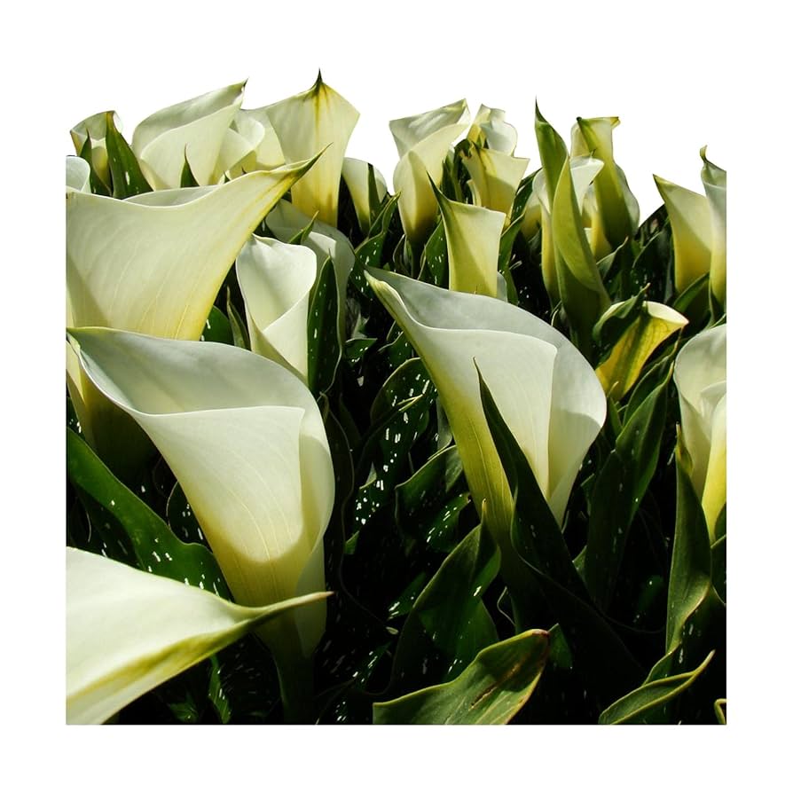 Amazon.com: Easy to Grow Calla Lily 'Super Mac' Plant Bulbs