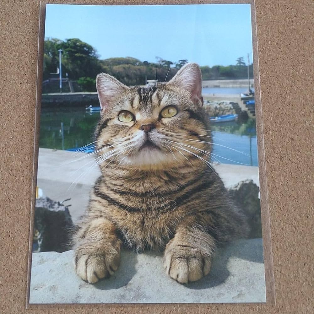 せっちゃん　ねこちゃん柄 楽天市場】mofusand スニーカーソックス 刺繍柄 いちごにゃん