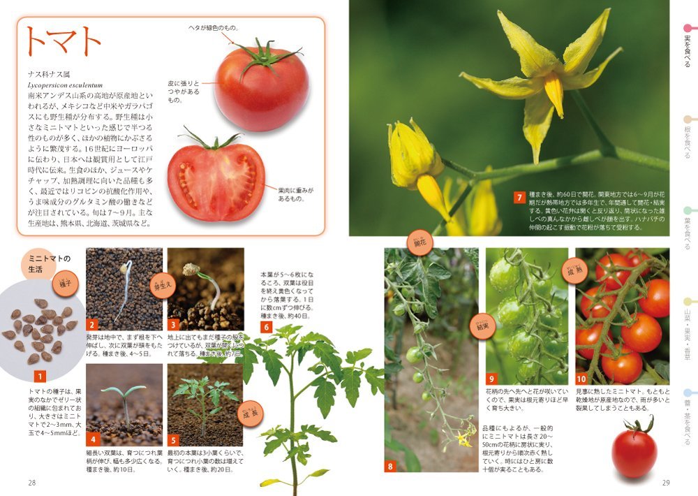 花からわかる野菜の図鑑 たねから収穫まで 亀田 龍吉 本 通販 Amazon