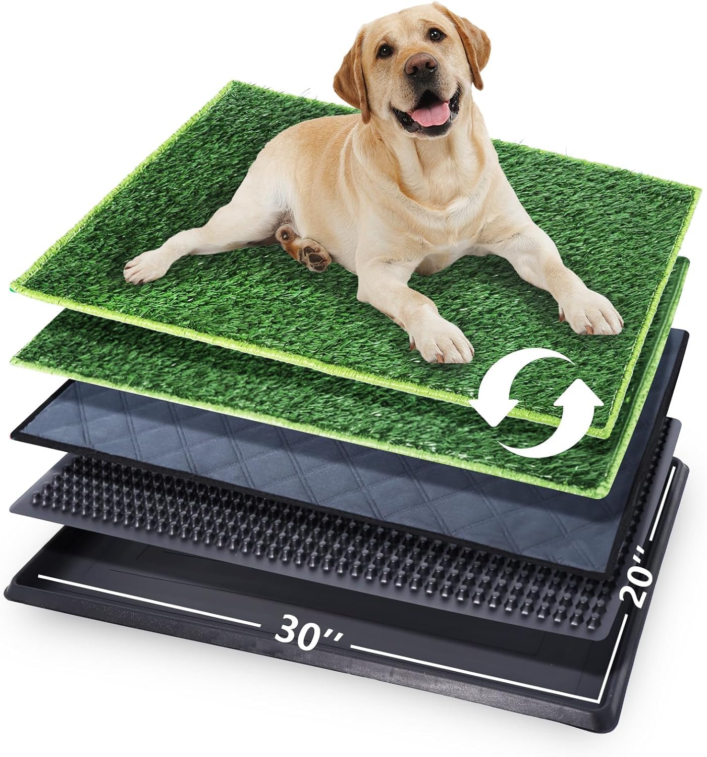 Toilet Training an Older Dog: Proven Tips and Tricks