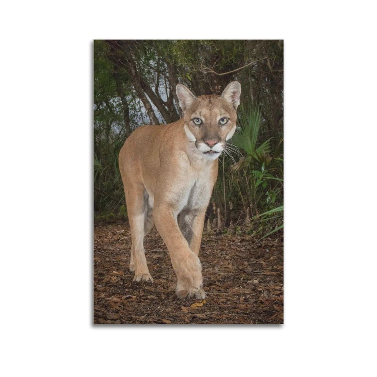 XKUGA Wild Felines Poster Cougar Big Cat Habitat Modern Decorative Canvas Prints - Ideal Wall Art for Family, Man Cave, Game Room, Boys & Girls Bedroom 20x30inch(50x75cm)