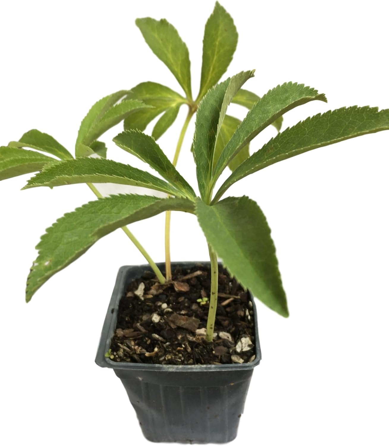 5 Containers of Mixed Lenten Rose/Hellebore in 4 Inch Pots- Great for Fall Planting!