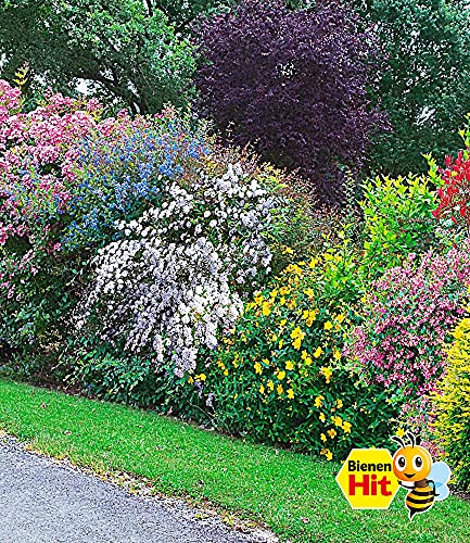 BALDUR Garten Sommer-Hecken-Kollektio, 5 Pflanzen, Blütenhecke Blühhecke, Caryopteris, Hypericum, Deutzia Strawberry… – Bild 4