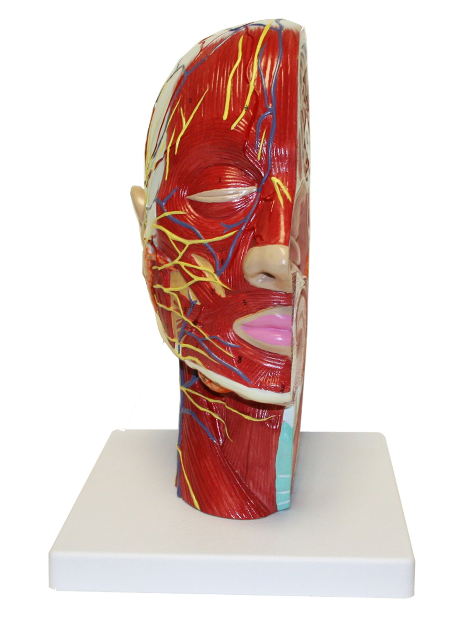 Walter Products B10442 Half Head Model with Musculature, Life Size