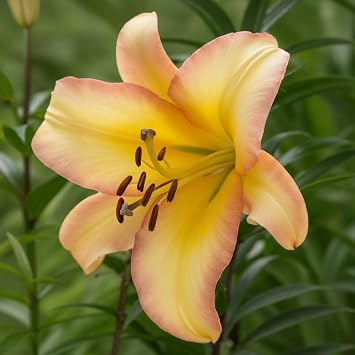 Lily Bulbs Hardy Perennial - Rising Moon Giant Lilies - 3 Bulbs - Hardy Flower Bulbs from Holland for Garden (Large Tubers No Seed Not Artificial)