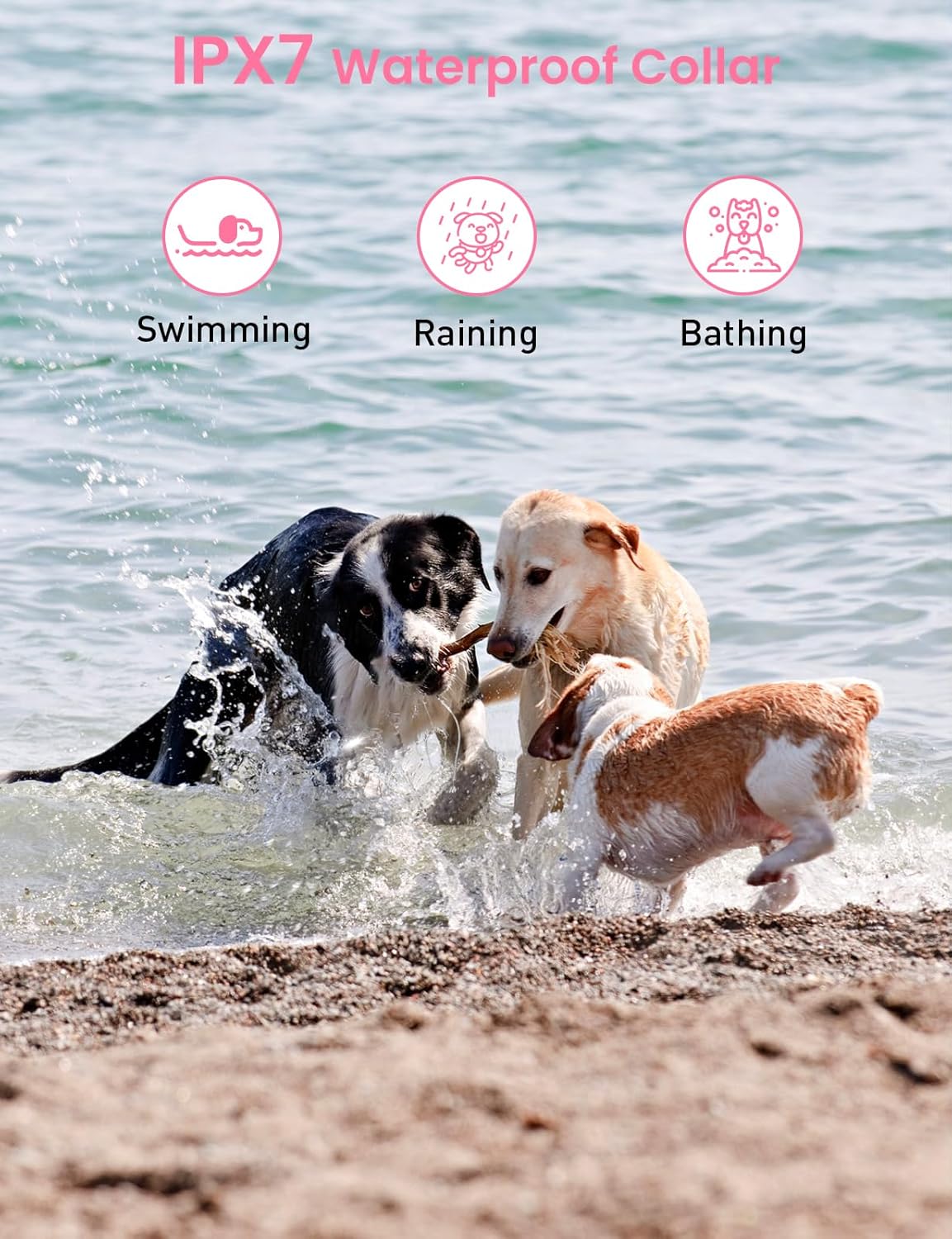 Two dogs playing in the water with training collars, illustrating the IPX7 waterproof feature for swimming, raining, and bathing.