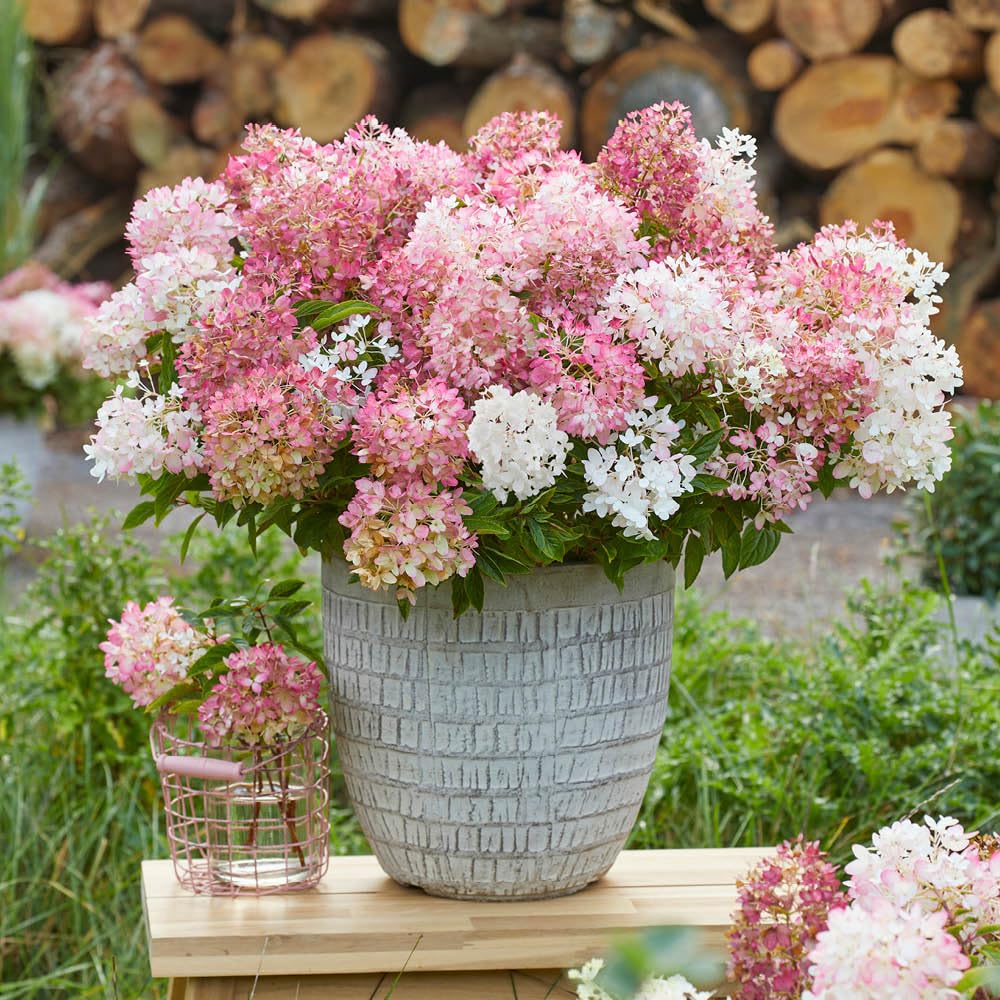 YouGarden Hydrangea 'Groundbreaker Blush', Established Plant in 14cm Pot, Blush Pink Garden Colour, Great for Pots, Ready to Plant