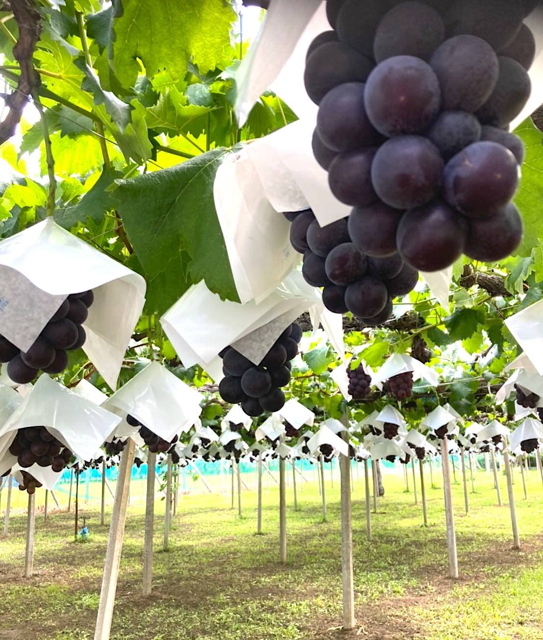 ももはるママ　藤稔2kg箱 2箱 楽天市場】【送料無料】藤稔 2kg (3〜4房) 山梨県産 ぶどう 超