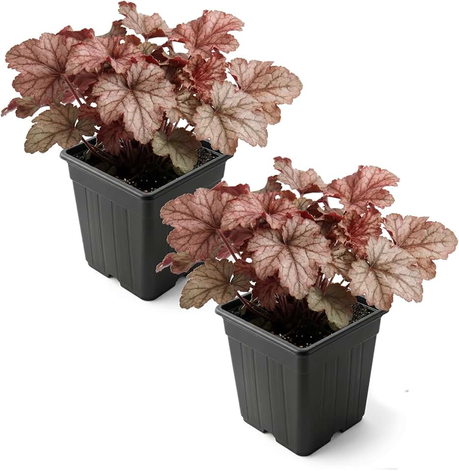 Live Heuchera Coral Bells 2-Pack – Peach Parfait – Shade Perennial Foliage Plant, 10” Tall, 1 Qt Pot