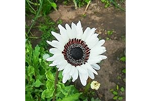 CHUXAY GARDEN White Wedding Sunflower Seeds: Blossoming Snow White Beauties for Eye-Catching Decorations