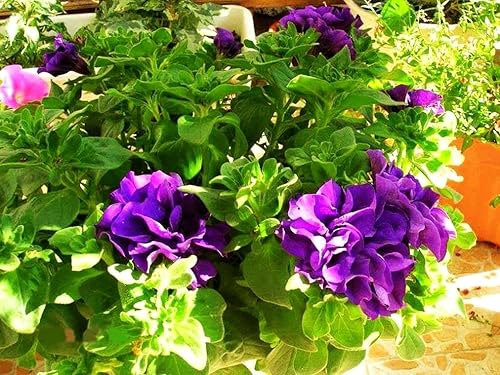 Miniatura 7 de Semillas de flores de geranio mixto Planta Perenne Floración Jardín Hogar - 20 piezas Semillas