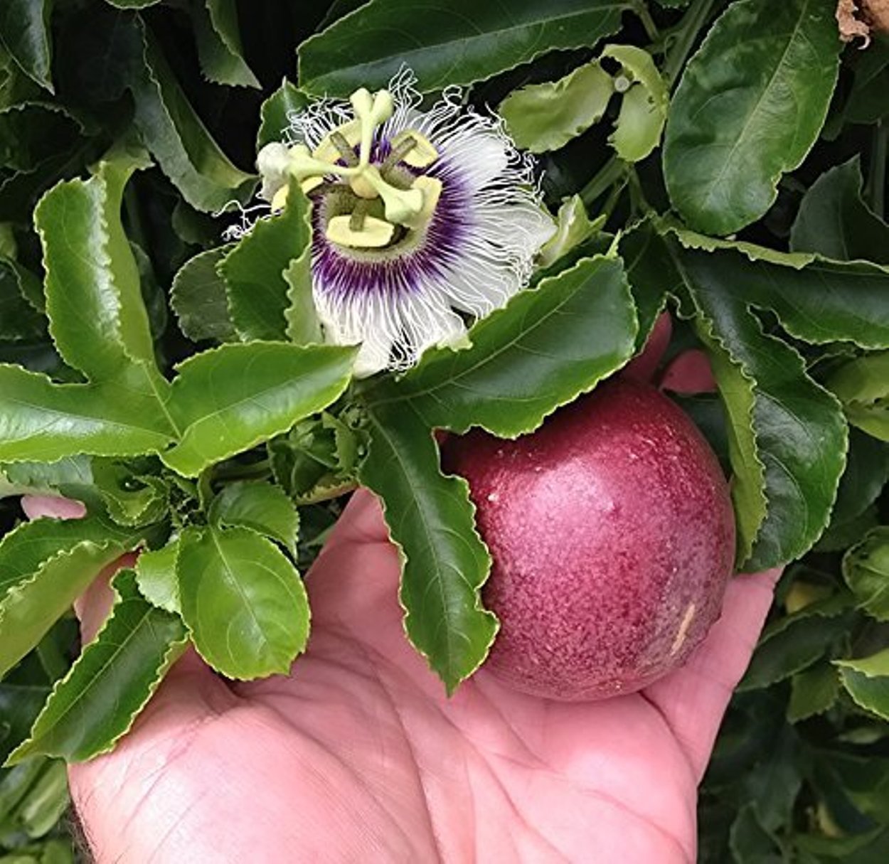 Seedstores : 12 Seeds of Passiflora Edulis or Passion Fruit (RED) for growing (B074ZMMX1B) Amazon Price History, Amazon Price Tracker