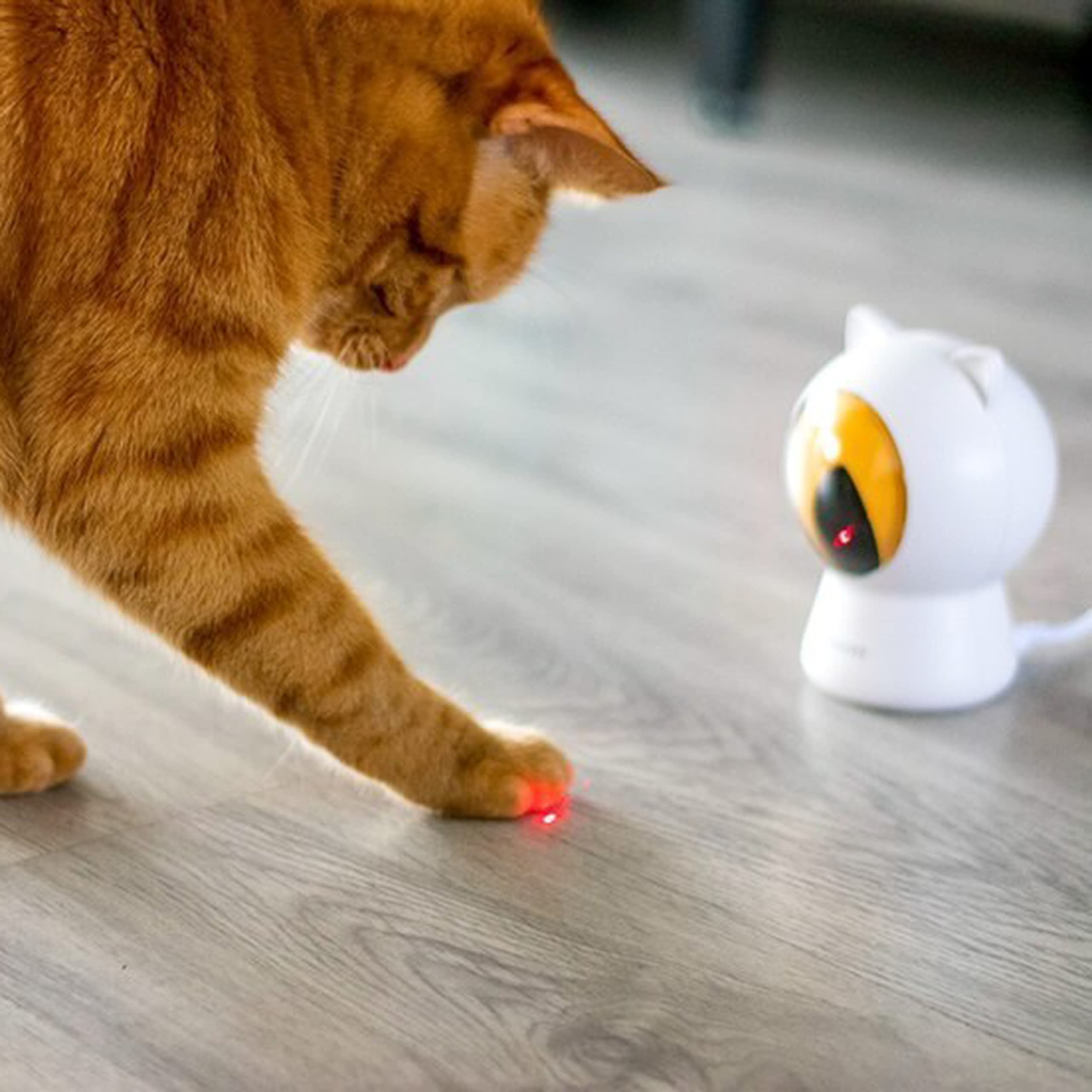 Laser Katzenspielzeug - Smart Laserpointer mit Autoplay und manuell über App - Katzenspielzeug Laserpunkt mit Voreinstellungen und steuerbar über Telefon - Einstellbarer Plan