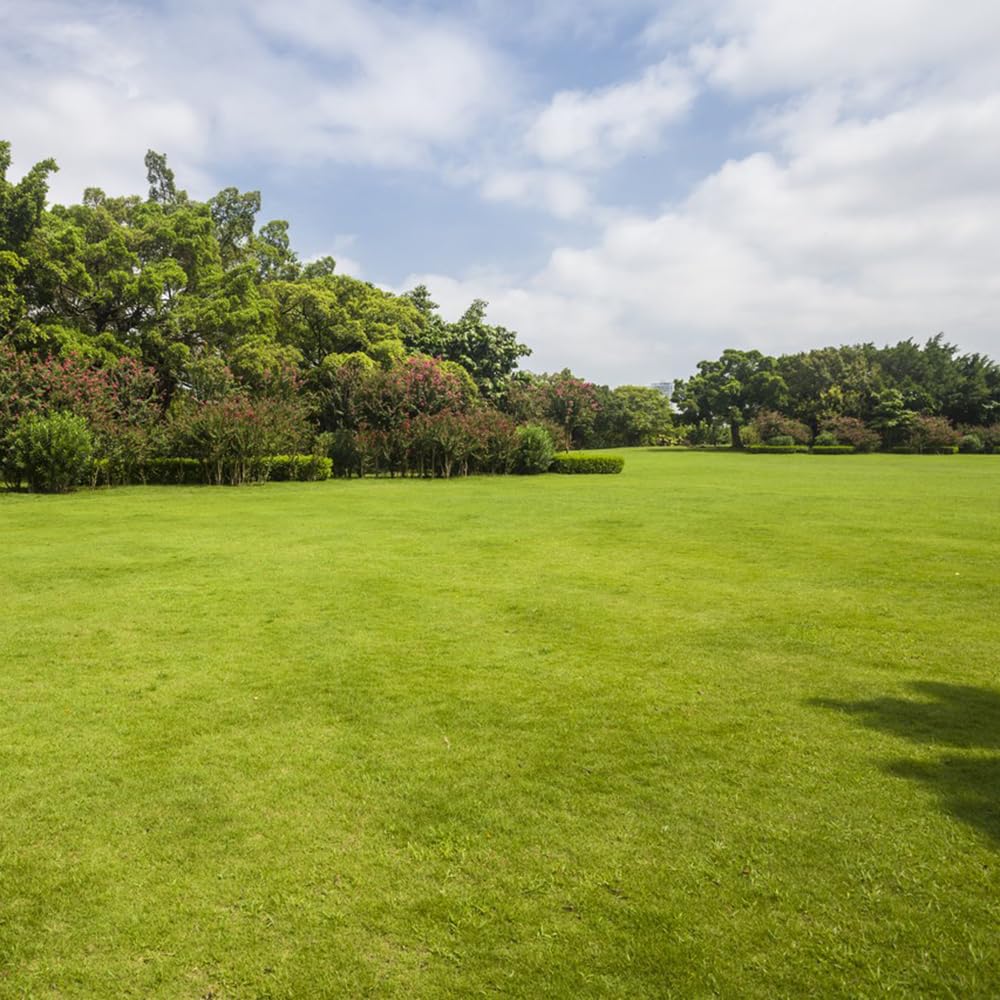 Erba Zoysia Immagini E Fotografie Stock Ad Alta Risoluzione
