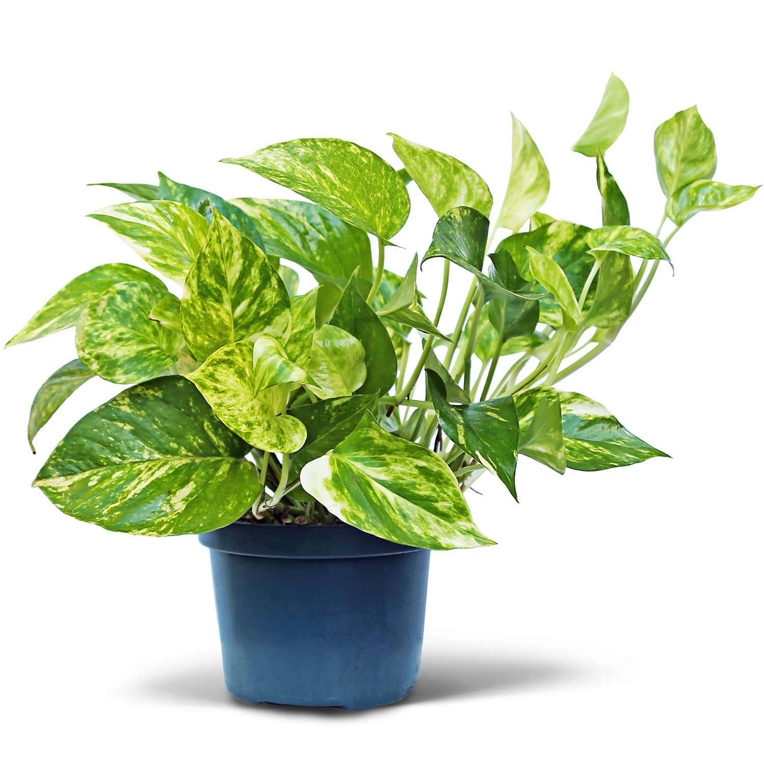 Live Golden Pothos, Variegated Pothos, Devil’s Ivy Live Houseplant, Indoor Plant in Pot, Birthday Gift, Office Plant, Wife Gift; Evergreen Plant in 6" Pot