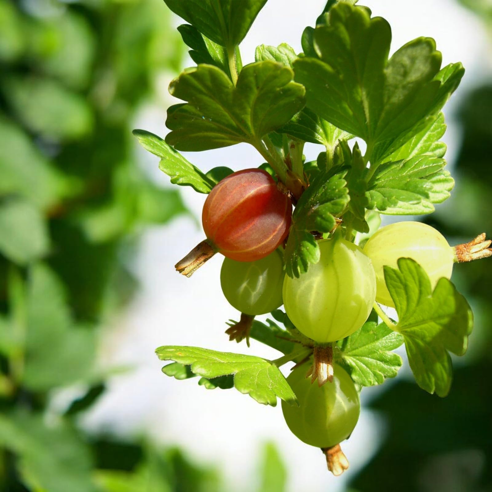 Carbeth Plants Gooseberry Fruit Bush in 9cm Pot - Ribes Uva Crispa Hinnonmäki - Hardy Gooseberry Plants in Red, Green or Mixed Varieties (Red & Green Mix, 4)