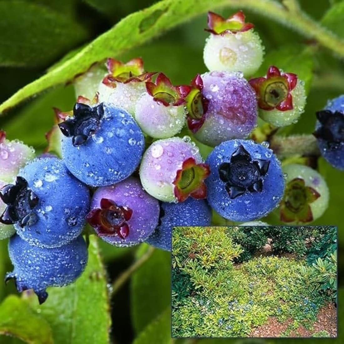 PB HONEY PRIYA PLaNTS Garden Rare Bush Blueberry Fruit Healthy Plant (B0CC9HV2Z2) Amazon Price History, Amazon Price Tracker