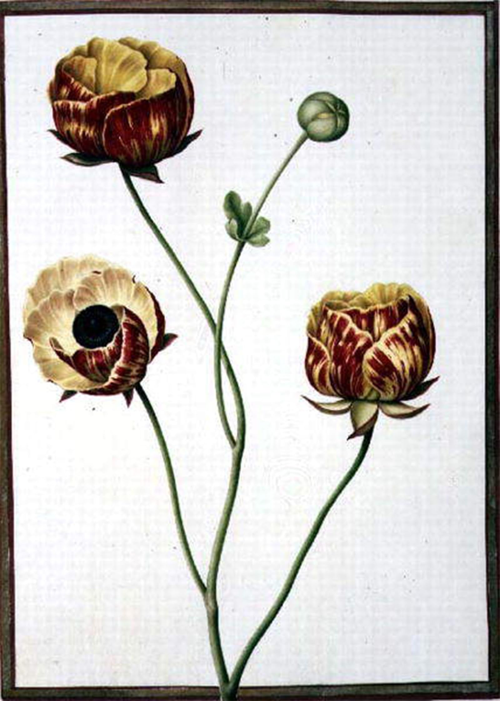 SERENDIPITP Retro Picture Poster Wall Art Pictures Painting Ranunculus Asiaticus by Nicolas Robert Wall Art Canvas Print for Wall Decor 60x90cm