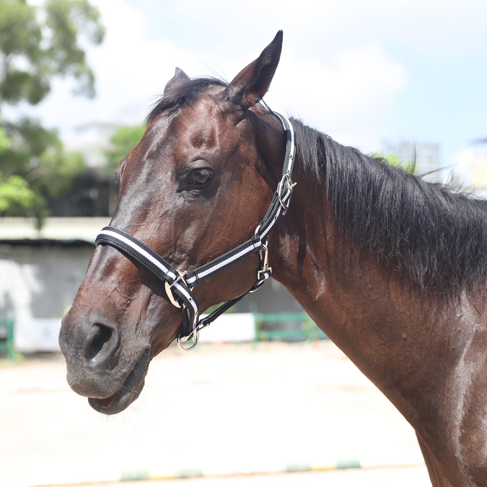 Licol réglable pour cheval – Sangle et matériel en nylon très résistant, rembourré avec mousse anti-frottement rembourrée sur la couronne et le nez Noir