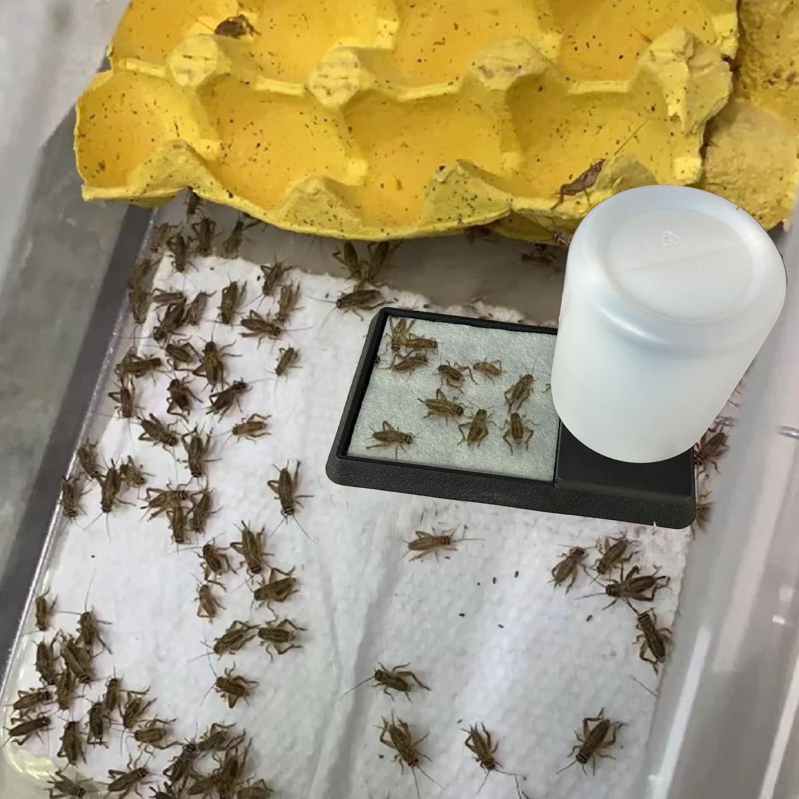 Comedero de agua para insectos, dispensador de agua de araña, estación de riego de insectos, comedero de agua de abeja, para arañas, tarántulas, mantis rezando, escorpiones, grillos, hormigas y otros