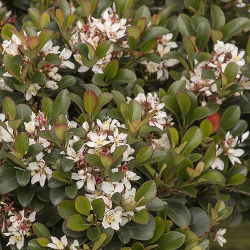 Miniatura 4 de Blooming & Beautiful - Southern Moon Yedda Hawthorn - 3 gal - Monrovia - Arbusto de hoja perenne - Flores blancas de primavera - Follaje verde -